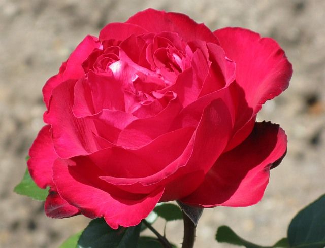  photo TraviataatfiloliIMG_1022640wide_zpsa51cd68c.jpg